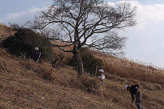 すすきの刈り取り作業（斜面）